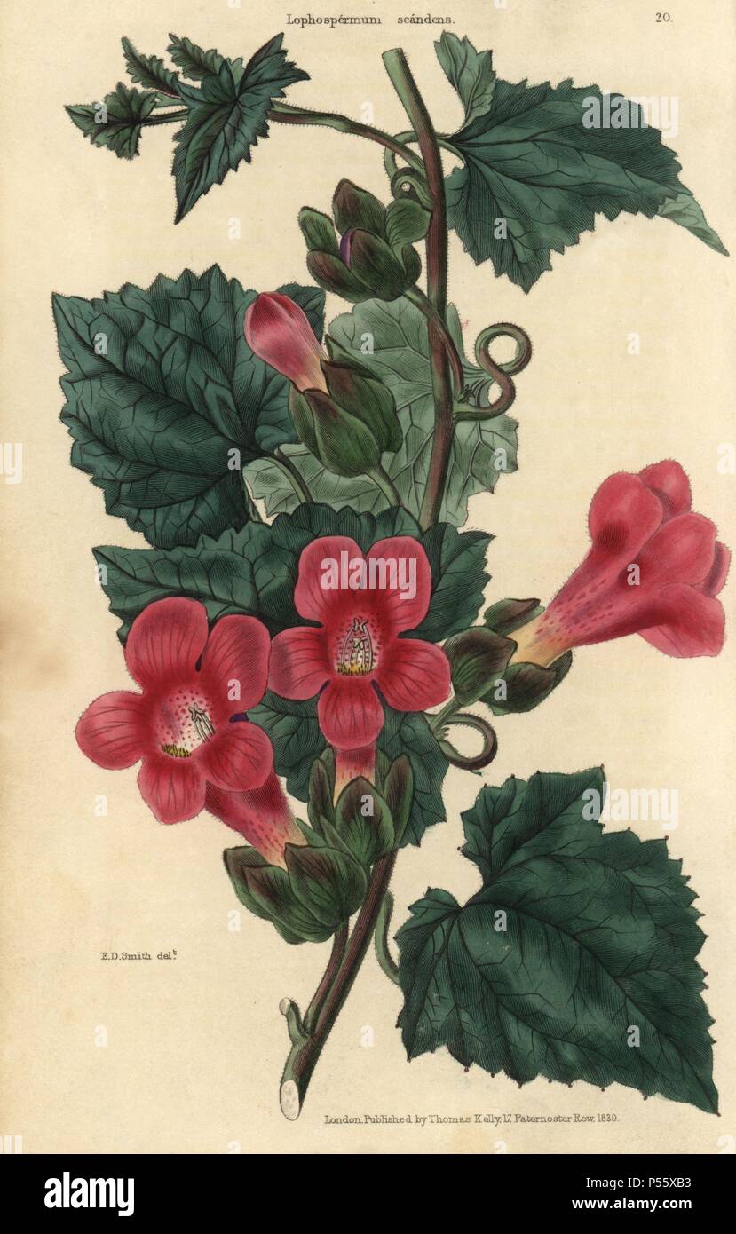 Crimson flowered climbing or scandent Lophospermum, Lophospermum scandens. Hand-colored illustration by Edwin Dalton Smith engraved by Watts from Charles McIntosh's 'Flora and Pomona' 1829. McIntosh (1794-1864) was a Scottish gardener to European aristocracy and royalty, and author of many book on gardening. E.D. Smith was a botanical artist who drew for Robert Sweet, Benjamin Maund, etc. Stock Photo
