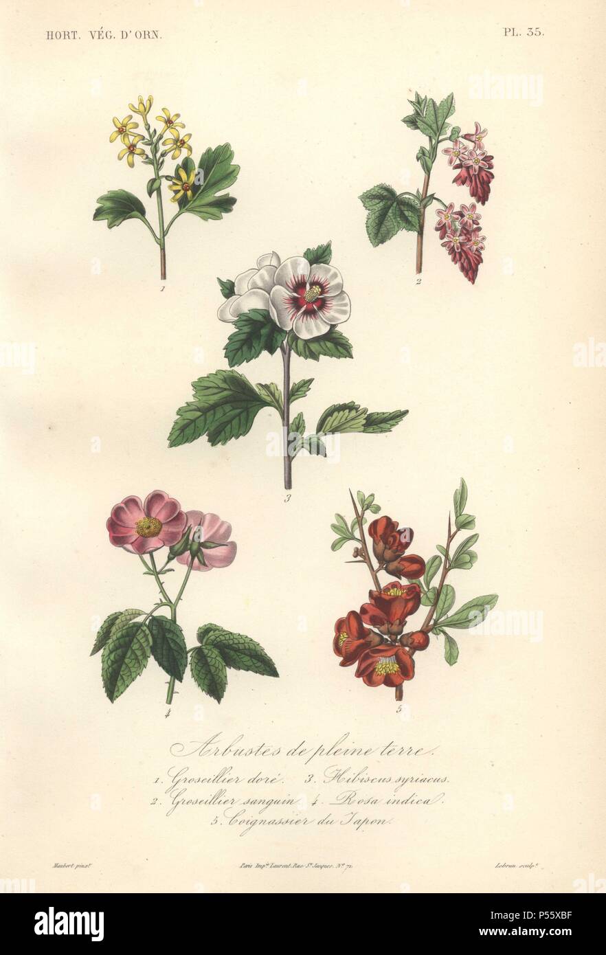 Ornamental shrubs for open ground, including white and crimson hibiscus, pink rose, scarlet Japanese quince, and gold and crimson berries.. . Arbustes de Pleine Terre: 1) Groseillier Dore 2) Groseillier Sanguin 3) Hibiscus Syriacus 4) Rosa Indica 5) Coignassier du Japon . . Handcolored lithograph by Edouard Maubert for Herincq's 'Le Regne Vegetal' (1865). Stock Photo