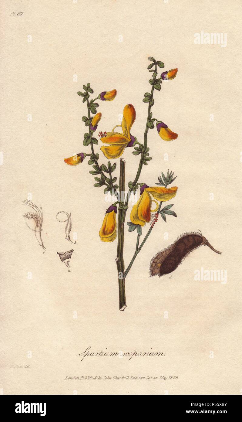 Common broom tree, Cytisus scoparius. Handcoloured botanical illustration drawn and engraved on steel by William Clark from John Stephenson and James Morss Churchill's 'Medical Botany: or Illustrations and descriptions of the medicinal plants of the London, Edinburgh, and Dublin pharmacopœias,' John Churchill, London, 1831. William Clark was former draughtsman to the London Horticultural Society and illustrated many botanical books in the 1820s and 1830s. Stock Photo