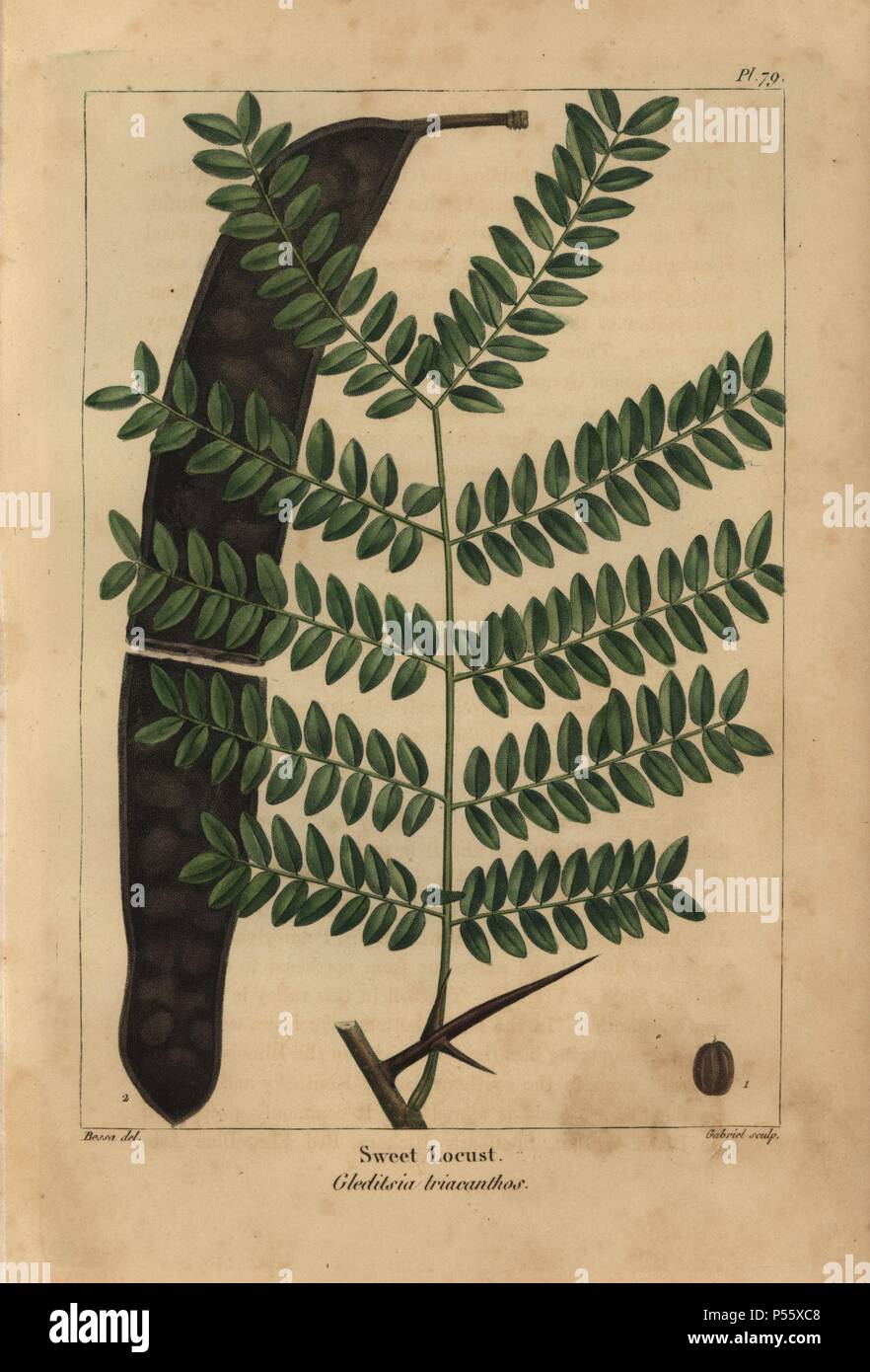 Leaf, pod and seed of the sweet or honey locust tree, Gleditsia triacanthos. Handcolored stipple engraving from a botanical illustration by Pancrace Bessa, engraved on copper by Gabriel, from Francois Andre Michaux's 'North American Sylva,' Philadelphia, 1857. French botanist Michaux (1770-1855) explored America and Canada in 1785 cataloging its native trees. Stock Photo