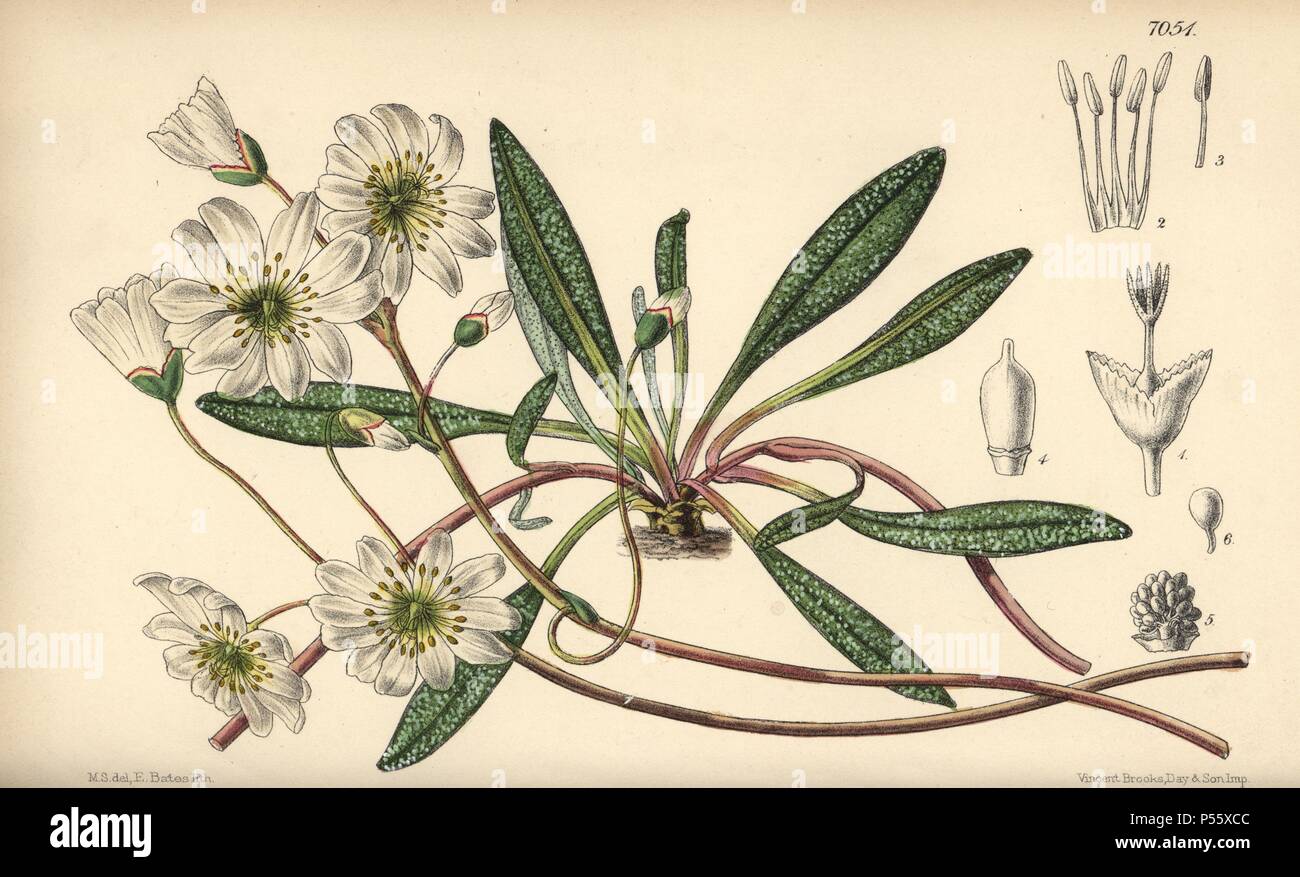 Calandrinia oppositifolia, white flower native to Oregon and California. Hand-coloured botanical illustration drawn by Matilda Smith and lithographed by E. Bates from Joseph Dalton Hooker's 'Curtis's Botanical Magazine,' 1889, L. Reeve & Co. A second-cousin and pupil of Sir Joseph Dalton Hooker, Matilda Smith (1854-1926) was the main artist for the Botanical Magazine from 1887 until 1920 and contributed 2,300 illustrations. Stock Photo