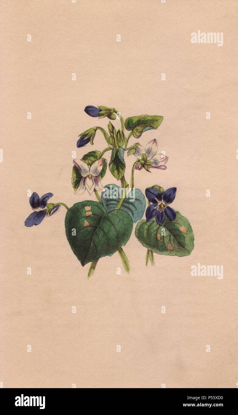 Violet, Viola odorata. Handcolored engraving from John Stevens Henslow's 'Bouquet of Souvenirs' 1840. Henslow (1796-1861) was Chair of Mineralogy and later Chair of Botany at Cambridge University, and wrote and contributed botanical illustrations to several books. Stock Photo