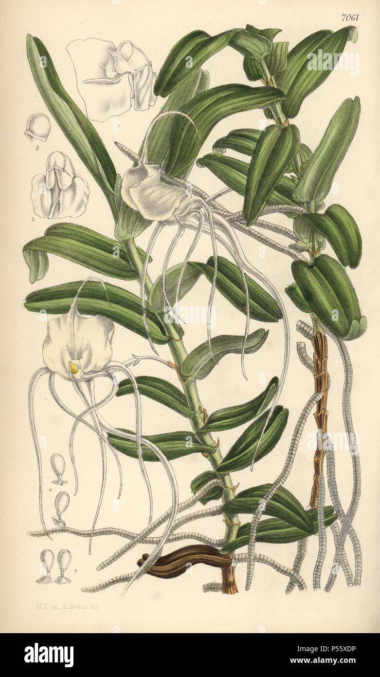 Angraecum germinyanum, white orchid native of Madagascar. Named after Count Adrien de Germiny, France. Hand-coloured botanical illustration drawn by Matilda Smith and lithographed by E. Bates from Joseph Dalton Hooker's 'Curtis's Botanical Magazine,' 1889, L. Reeve & Co. A second-cousin and pupil of Sir Joseph Dalton Hooker, Matilda Smith (1854-1926) was the main artist for the Botanical Magazine from 1887 until 1920 and contributed 2,300 illustrations. Stock Photo