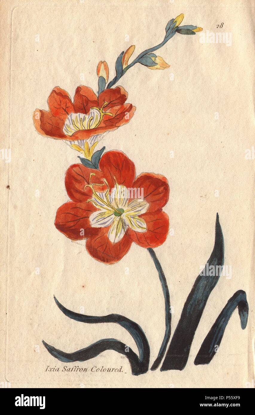 Saffron-coloured ixia, Ixia crocata, with bright orange flowers.. Illustration by Henrietta Moriarty from 'Fifty Plates of Greenhouse Plants' (1807), a re-issue of her own 'Viridarium' (1806), with handcoloured copperplate engravings. Moriarty was a colonel's widow who turned to writing novels and illustrating botanical books to support her four children. Stock Photo