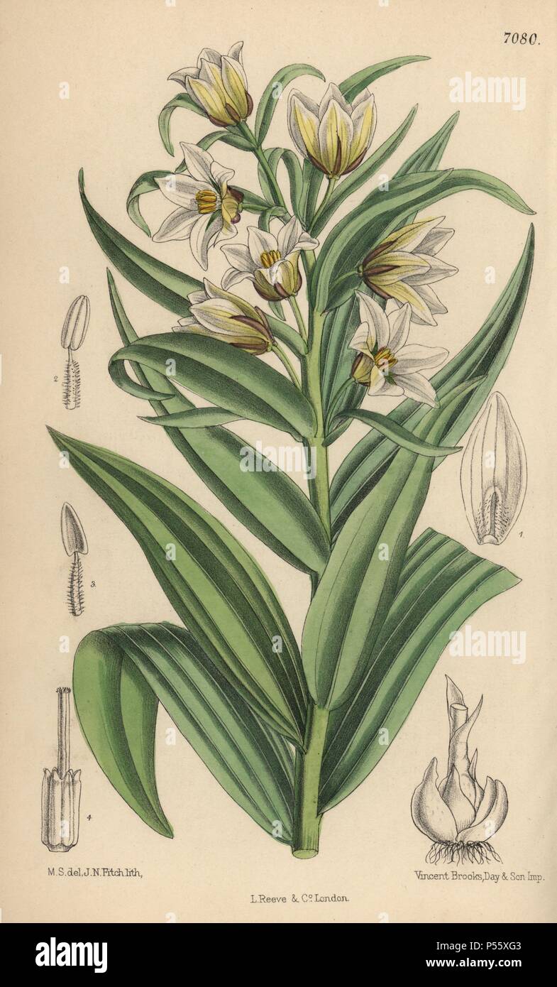 Fritillaria bucharica, white fritillary from central Asia. Hand-coloured botanical illustration drawn by Matilda Smith and lithographed by John Nugent Fitch from Joseph Dalton Hooker's 'Curtis's Botanical Magazine,' 1889, L. Reeve & Co. A second-cousin and pupil of Sir Joseph Dalton Hooker, Matilda Smith (1854-1926) was the main artist for the Botanical Magazine from 1887 until 1920 and contributed 2,300 illustrations. Stock Photo