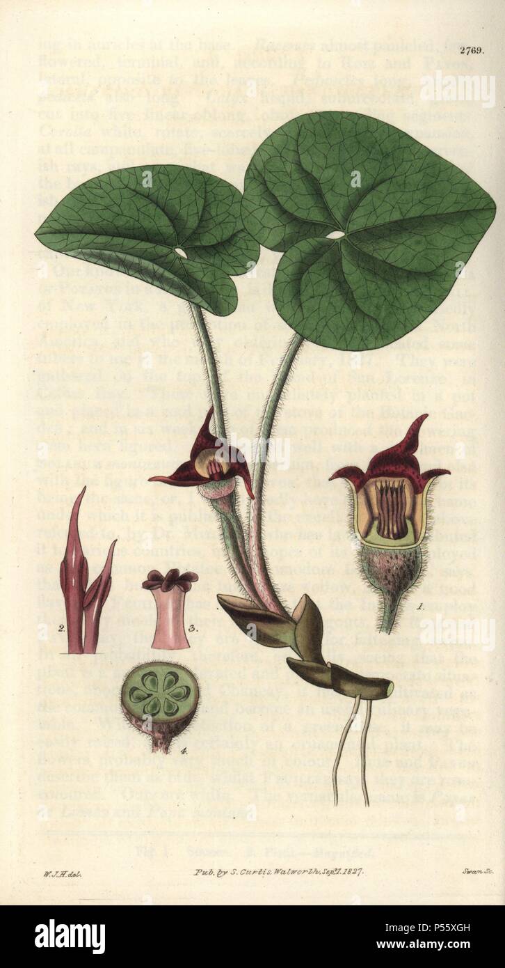 Asarum canadense. . Canadian asarabaca or wild ginger. . Illustration by WJ Hooker, engraved by Swan. Handcolored copperplate engraving from William Curtis's 'The Botanical Magazine' 1827.. . William Jackson Hooker (1785-1865) was an English botanist, writer and artist. He was Regius Professor of Botany at Glasgow University, and editor of Curtis's 'Botanical Magazine' from 1827 to 1865. In 1841, he was appointed director of the Royal Botanic Gardens at Kew, and was succeeded by his son Joseph Dalton. Hooker documented the fern and orchid crazes that shook England in the mid-19th century in bo Stock Photo