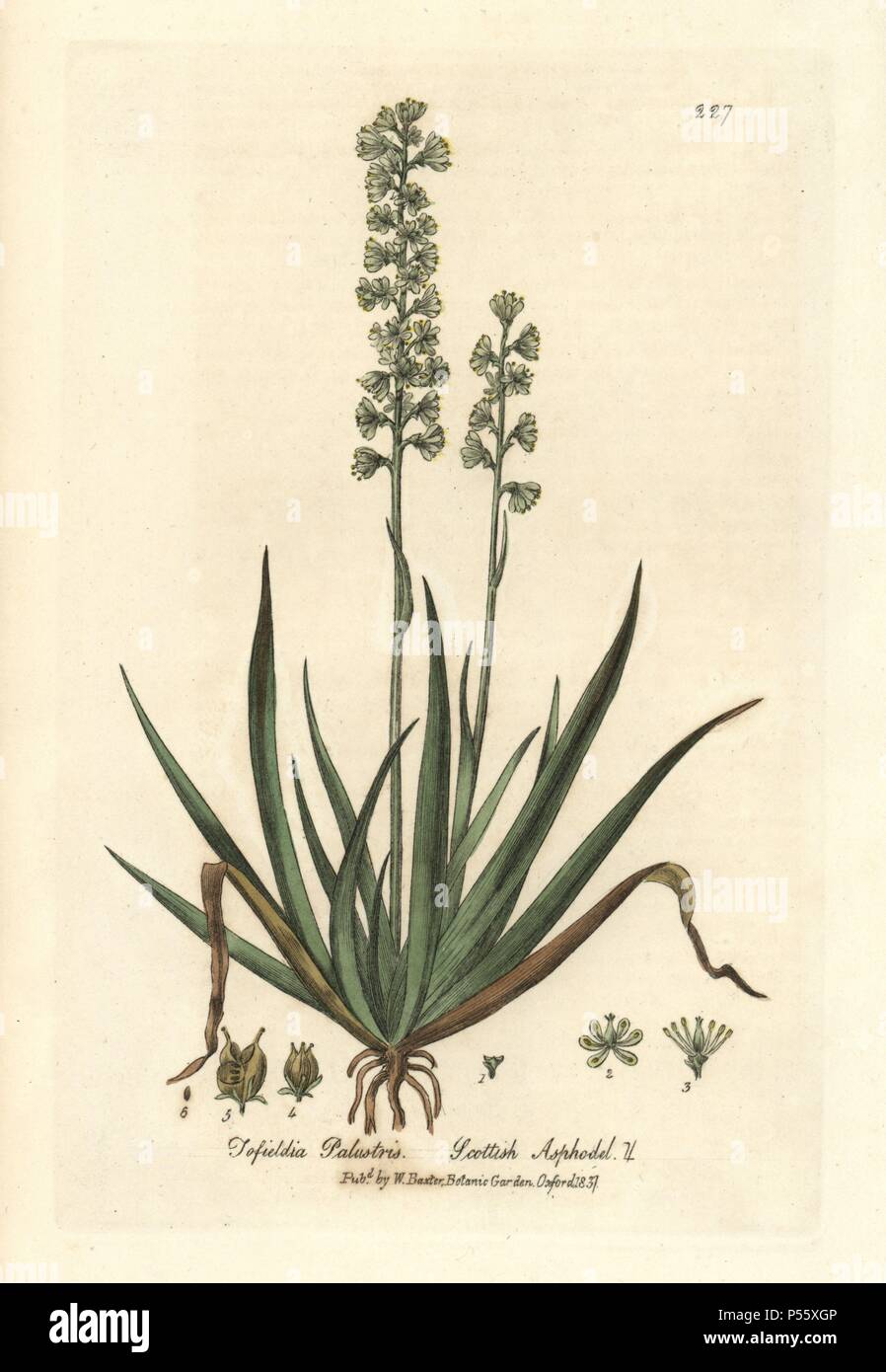 Scottish asphodel, Tofieldia palustris. Handcoloured copperplate engraving from William Baxter's 'British Phaenogamous Botany' 1837. Scotsman William Baxter (1788-1871) was the curator of the Oxford Botanic Garden from 1813 to 1854. Stock Photo