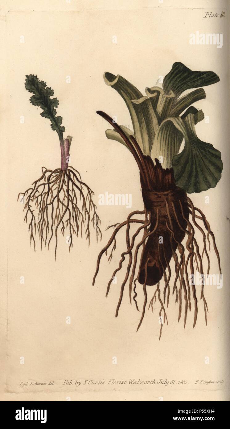 Plant roots: fibrous root of groundsel Senecio vulgaris and plantain Plantago major. Handcoloured copperplate engraving of a botanical illustration by Sydenham Edwards for William Curtis's 'Lectures on Botany, as delivered in the Botanic Garden at Lambeth,' 1805. Edwards (1768-1819) was the artist of thousands of botanical plates for Curtis' 'Botanical Magazine' and his own 'Botanical Register.'. Stock Photo