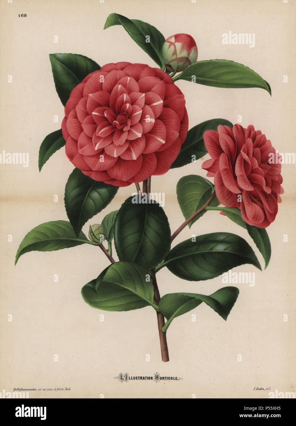 Scarlet and white striped camellia. Camellia japonica, Thea japonica. Chromolithograph drawn from life by P. de Pannemaeker, for Jean Linden's 'L'Illustration Horticole' published in Ghent in 1886. Jean Linden (1817-1898) was a Belgian explorer, horticulturist, scientist and publisher of botanical books. Stock Photo