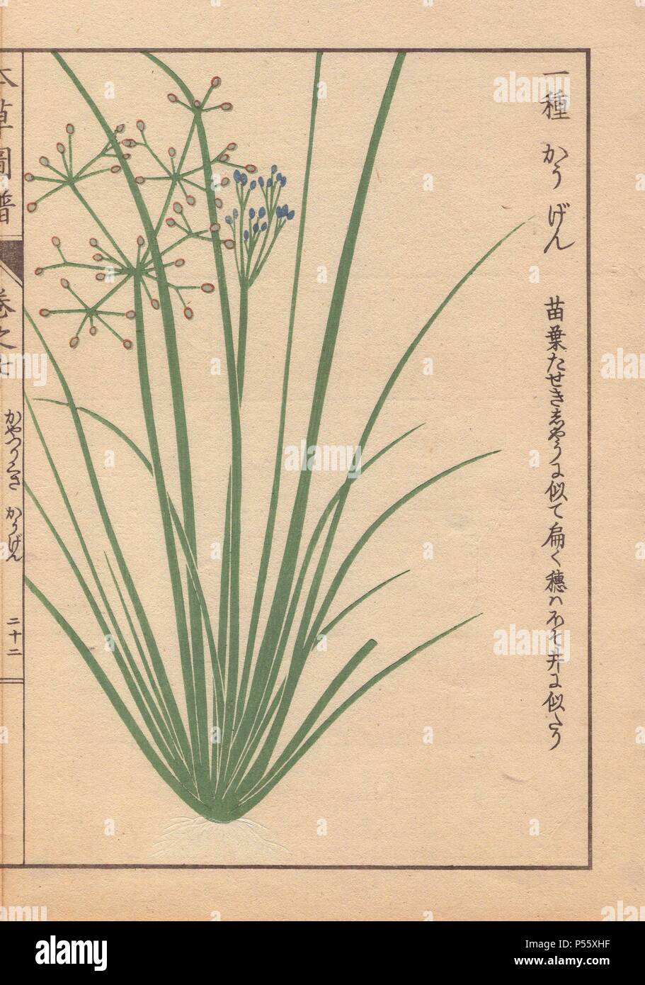Blue-flowered grasslike fimbry or globe fringerush, Fimbristylis miliacea Vahl.. Colour-printed woodblock engraving by Kan'en Iwasaki from 'Honzo Zufu,' an Illustrated Guide to Medicinal Plants, 1884. Iwasaki (1786-1842) was a Japanese botanist, entomologist and zoologist. He was one of the first Japanese botanists to incorporate western knowledge into his studies. Stock Photo