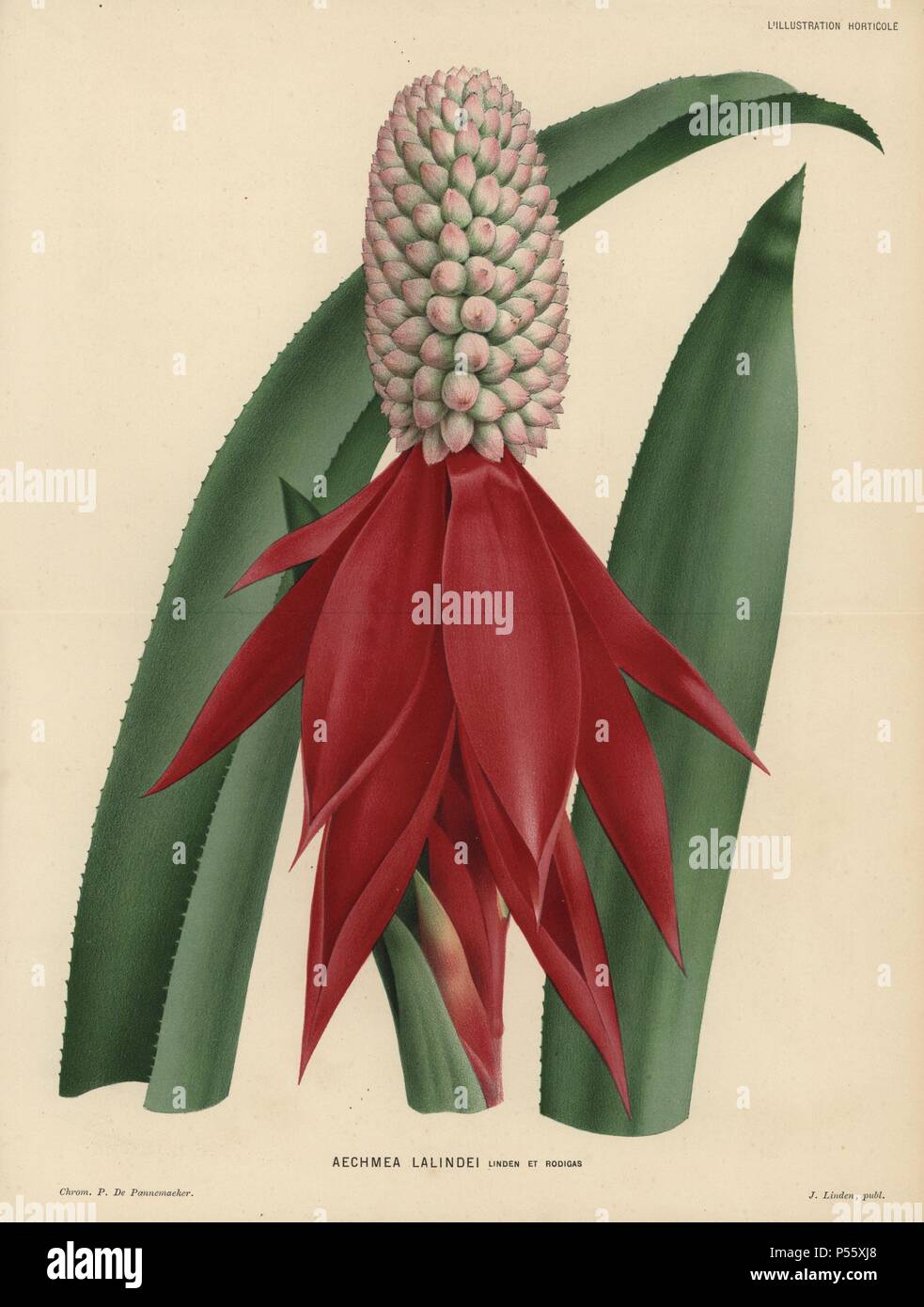 Aechmea succulent plant with spear-shaped crimson flower. Aechmea lalindei Linden et Rodigas. Chromolithograph drawn by P. de Pannemaeker, for Jean Linden's 'L'Illustration Horticole' published in Ghent in 1886. Jean Linden (1817-1898) was a Belgian explorer, horticulturist, scientist and publisher of botanical books. Stock Photo