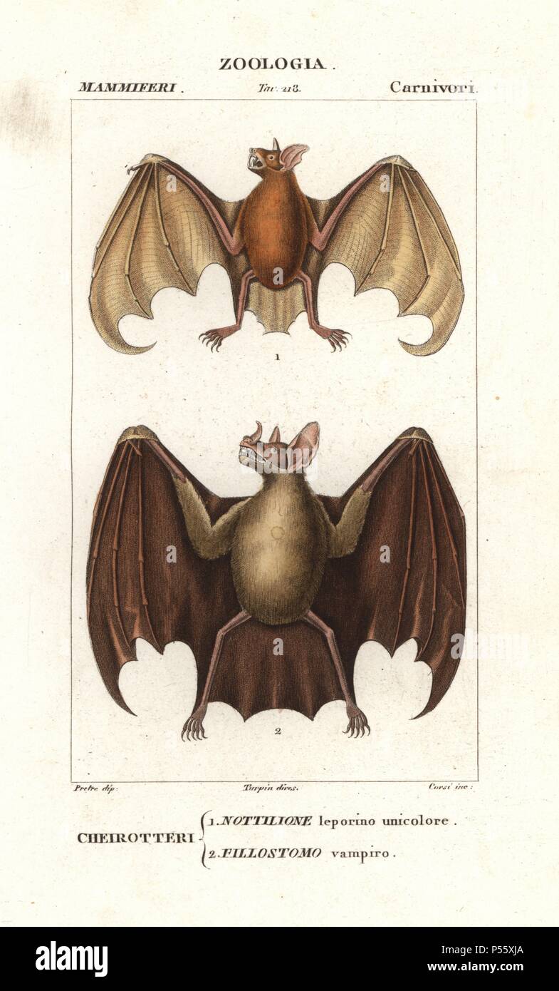 Greater bulldog bat or fisherman bat, Noctilio leporinus, and greater spear-nosed bat, Phyllostomus hastatus. Handcoloured copperplate stipple engraving from Antoine Jussieu's 'Dictionary of Natural Science,' Florence, Italy, 1837. Illustration by J. G. Pretre, engraved by Corsi, directed by Pierre Jean-Francois Turpin, and published by Batelli e Figli. Jean Gabriel Pretre (17801845) was painter of natural history at Empress Josephine's zoo and later became artist to the Museum of Natural History. Turpin (1775-1840) is considered one of the greatest French botanical illustrators of the 19th c Stock Photo