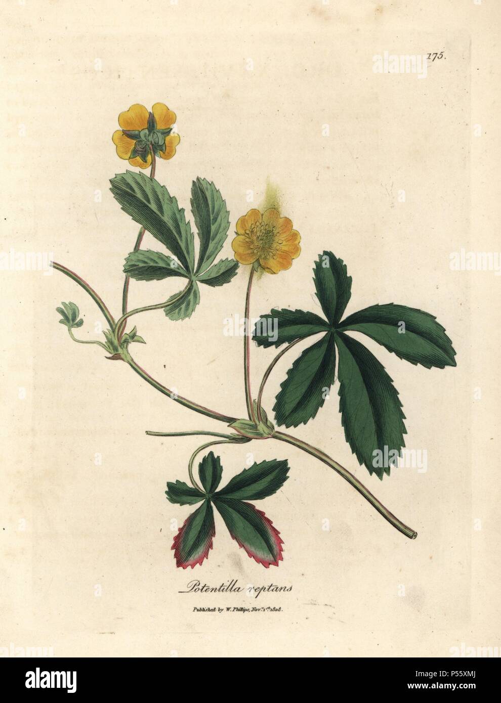 Common cinquefoil, Potentilla reptans. Handcoloured copperplate engraving from a botanical illustration by James Sowerby from William Woodville and Sir William Jackson Hooker's 'Medical Botany,' John Bohn, London, 1832. The tireless Sowerby (1757-1822) drew over 2, 500 plants for Smith's mammoth 'English Botany' (1790-1814) and 440 mushrooms for 'Coloured Figures of English Fungi ' (1797) among many other works. Stock Photo