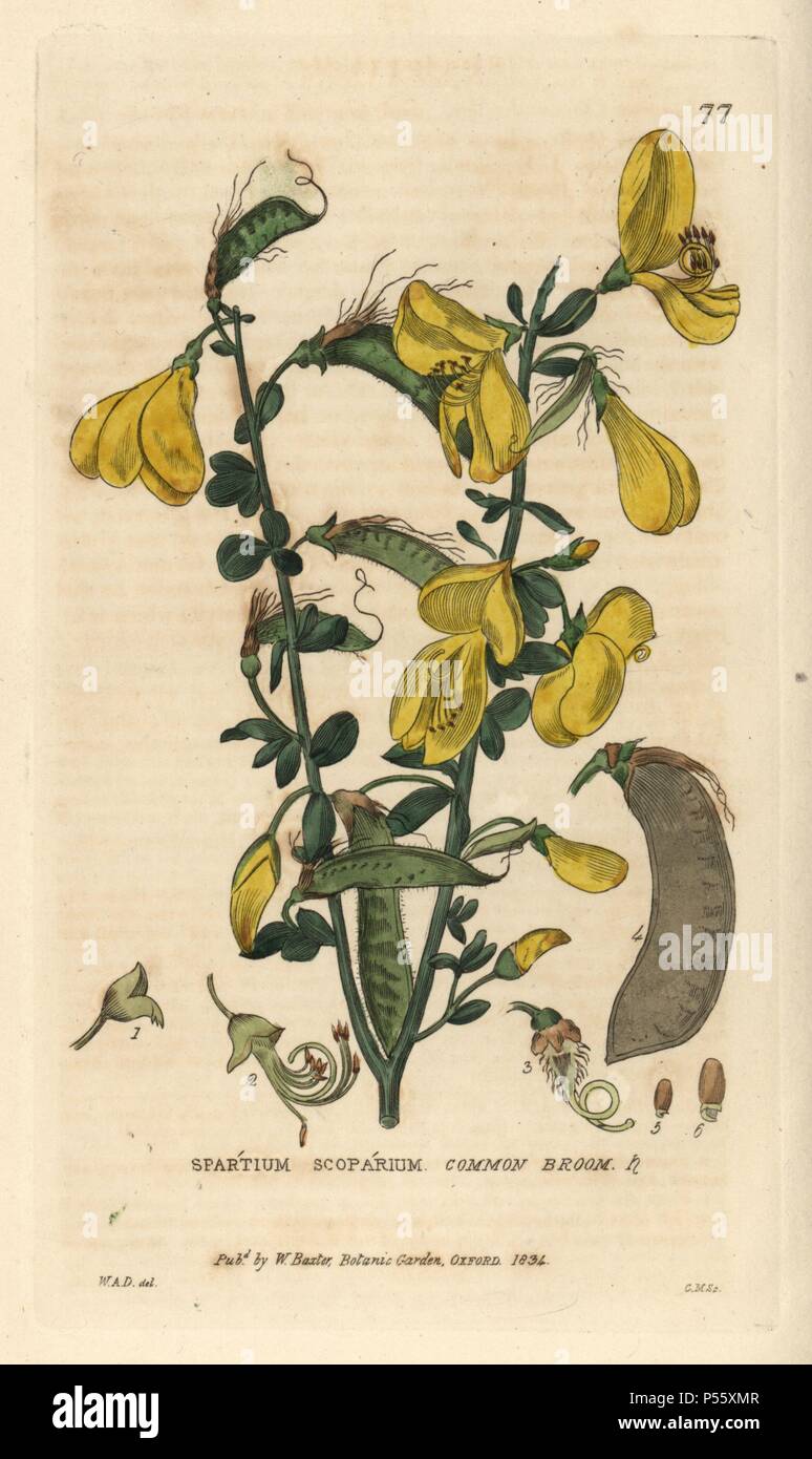 Common broom, Spartium scoparium, Cytisus scoparius. Handcoloured copperplate engraving from a drawing by W.A. Delamotte from William Baxter's 'British Phaenogamous Botany' 1834. Scotsman William Baxter (1788-1871) was the curator of the Oxford Botanic Garden from 1813 to 1854. Stock Photo