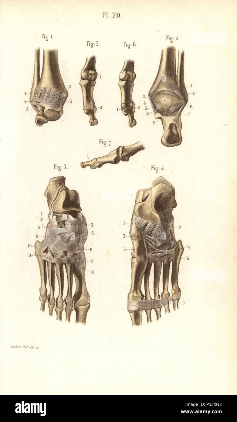 Ankle and foot bones. Handcolored steel engraving by Corbie of a drawing by Corbie from Dr. Joseph Nicolas Masse's 'Petit Atlas complet d'Anatomie descriptive du Corps Humain,' Paris, 1864, published by Mequignon-Marvis. Masse's 'Pocket Anatomy of the Human Body' was first published in 1848 and went through many editions. Stock Photo