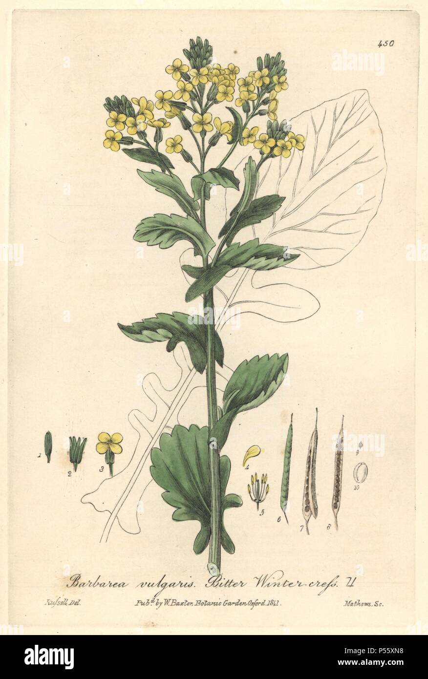 Bitter winter cress, Barbarea vulgaris. Handcoloured copperplate engraved by Charles Mathews from a drawing by Isaac Russell from William Baxter's 'British Phaenogamous Botany,' Oxford, 1841. Scotsman William Baxter (1788-1871) was the curator of the Oxford Botanic Garden from 1813 to 1854. Stock Photo
