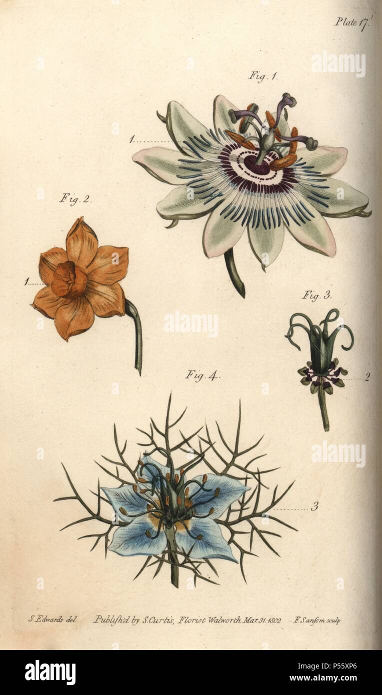Nectarium of the passionflower Passiflora (1), daffodil Narcissus (2), and love in a mist Nigella (3,4). Handcoloured copperplate engraving of a botanical illustration by Sydenham Edwards for William Curtis's "Lectures on Botany, as delivered in the Botanic Garden at Lambeth," 1805. Edwards (1768-1819) was the artist of thousands of botanical plates for Curtis' "Botanical Magazine" and his own "Botanical Register.". Stock Photo