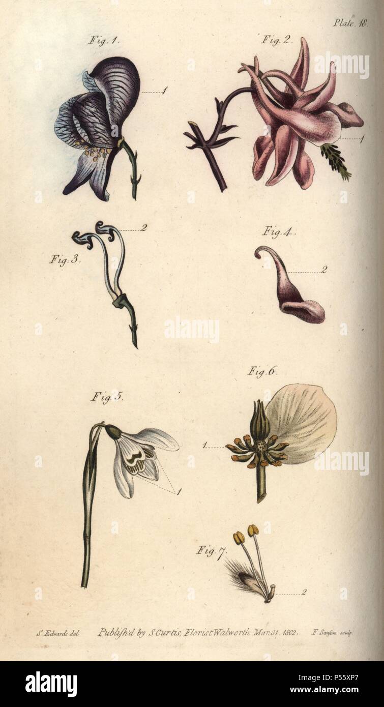 Nectarium of the aconite Aconitum (1,3), columbine Aquilegia (2,4), snowdrop Galanthus (5), hellebore Helleborus (6) and willow Salix (7). Handcoloured copperplate engraving of a botanical illustration by Sydenham Edwards for William Curtis's 'Lectures on Botany, as delivered in the Botanic Garden at Lambeth,' 1805. Edwards (1768-1819) was the artist of thousands of botanical plates for Curtis' 'Botanical Magazine' and his own 'Botanical Register.'. Stock Photo