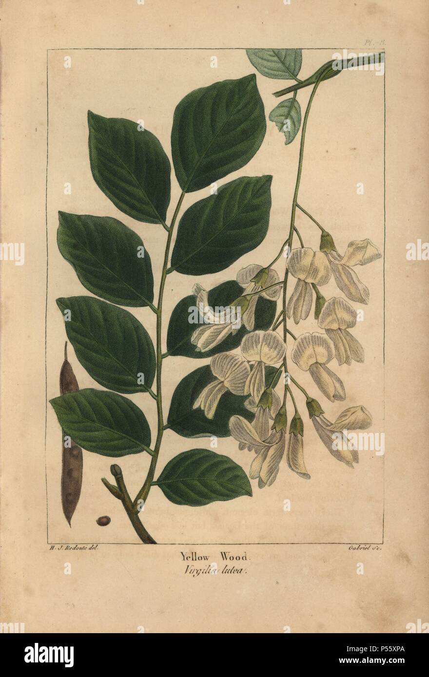 Leaves, flower, pod and seed of the Yellow wood, Virgilia lutea, Cladrastis kentukea. Handcolored stipple engraving from a botanical illustration by Henri Joseph Redoute, engraved on copper by Gabriel, from Francois Andre Michaux's 'North American Sylva,' Philadelphia, 1857. French botanist Michaux (1770-1855) explored America and Canada in 1785 cataloging its native trees. Stock Photo