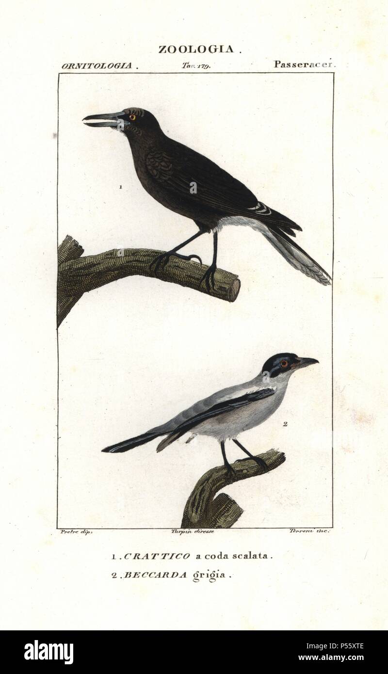 Grey currawong, Strepera versicolor, and black-tailed tityra, Tityra cayana. Handcoloured copperplate stipple engraving from Antoine Jussieu's 'Dictionary of Natural Science,' Florence, Italy, 1837. Illustration by J. G. Pretre, engraved by Terreni, directed by Pierre Jean-Francois Turpin, and published by Batelli e Figli. Jean Gabriel Pretre (17801845) was painter of natural history at Empress Josephine's zoo and later became artist to the Museum of Natural History. . Turpin (1775-1840) is considered one of the greatest French botanical illustrators of the 19th century. Stock Photo