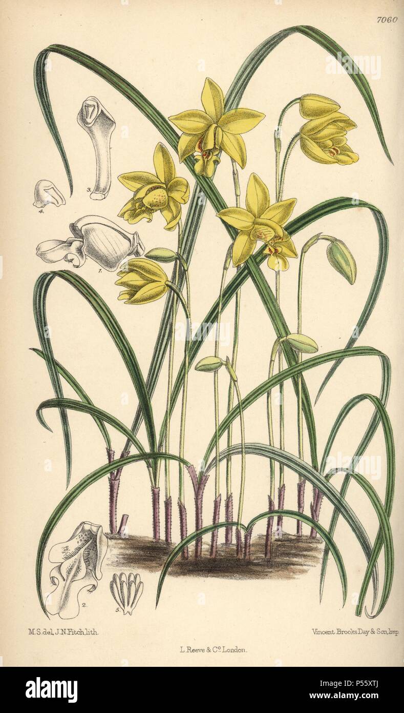 Spathoglottis ixioides, yellow orchid of the eastern Himalayas. Hand-coloured botanical illustration drawn by Matilda Smith and lithographed by J.N. Fitch from Joseph Dalton Hooker's 'Curtis's Botanical Magazine,' 1889, L. Reeve & Co. A second-cousin and pupil of Sir Joseph Dalton Hooker, Matilda Smith (1854-1926) was the main artist for the Botanical Magazine from 1887 until 1920 and contributed 2,300 illustrations. Stock Photo