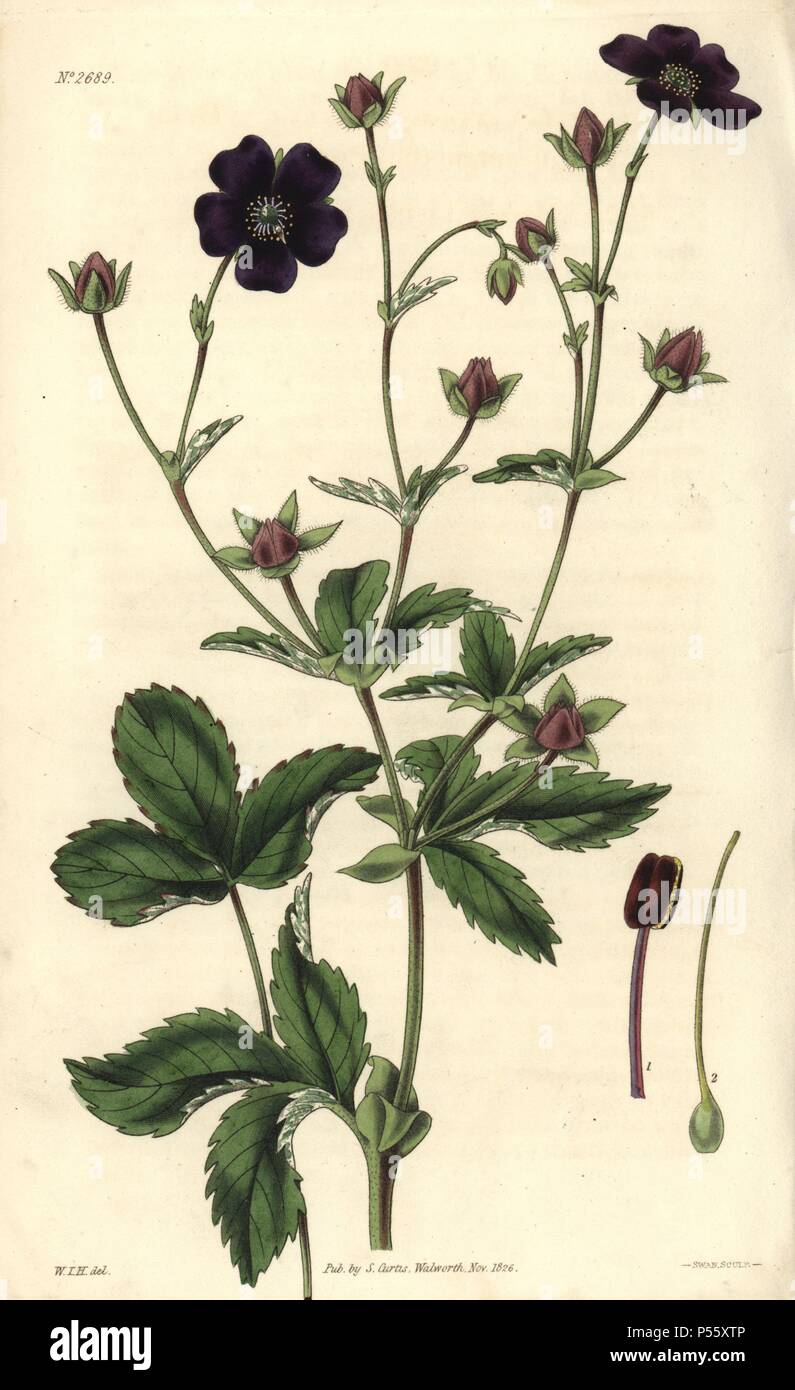 Deep blood-colored potentilla. Potentilla atro-sanguinea. Illustration by WJ Hooker, engraved by Swan. Handcolored copperplate engraving from William Curtis's 'The Botanical Magazine' 1826.. . William Jackson Hooker (1785-1865) was an English botanist, writer and artist. He was Regius Professor of Botany at Glasgow University, and editor of Curtis's 'Botanical Magazine' from 1827 to 1865. In 1841, he was appointed director of the Royal Botanic Gardens at Kew, and was succeeded by his son Joseph Dalton. Hooker documented the fern and orchid crazes that shook England in the mid-19th century in b Stock Photo