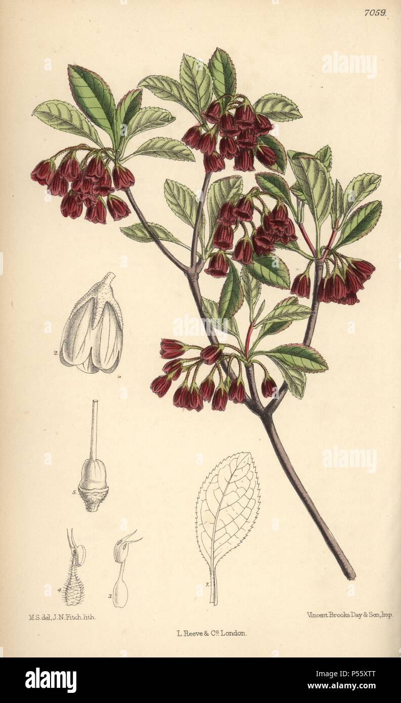 Enkianthus campanulatus, native of Japan. Hand-coloured botanical illustration drawn by Matilda Smith and lithographed by J.N. Fitch from Joseph Dalton Hooker's 'Curtis's Botanical Magazine,' 1889, L. Reeve & Co. A second-cousin and pupil of Sir Joseph Dalton Hooker, Matilda Smith (1854-1926) was the main artist for the Botanical Magazine from 1887 until 1920 and contributed 2,300 illustrations. Stock Photo