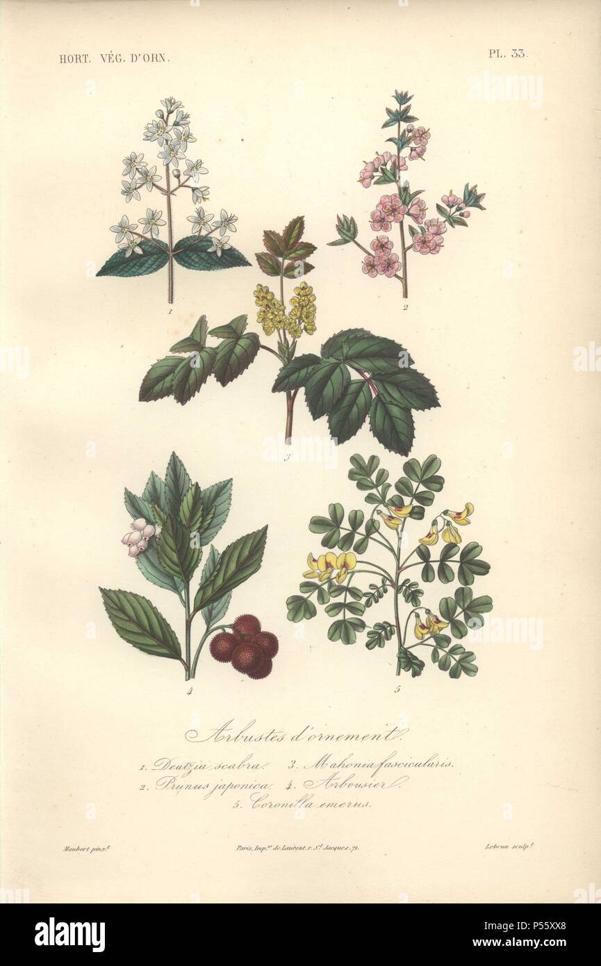 Five ornamental shrubs, including white Deutzia, pink flowering almond tree (Prunus japonica), yellow Mahonia, pink-flowered strawberry tree, and yellow coronilla.. . Arbustes d'ornement: 1) Deutzia Scabra 2) Prunus Japonica 3) Mahonia Fascicalares 4) Arbousier 5) Coronilla Emerus . . Handcolored lithograph by Edouard Maubert for Herincq's 'Le Regne Vegetal' (1865). Stock Photo