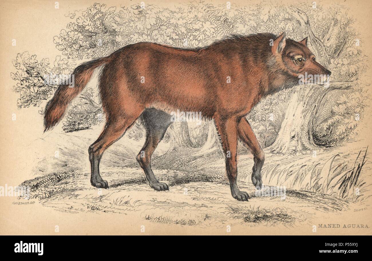 Maned wolf or Aguara Guazu, Chrysocyon brachyurus. Handcoloured engraving on steel by William Lizars from a drawing by Colonel Charles Hamilton Smith from Sir William Jardine's 'Naturalist's Library: Dogs' published by W. H. Lizars, Edinburgh, 1839. Stock Photo