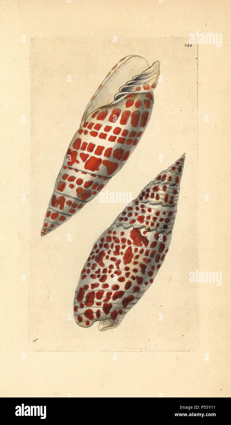 Episcopal miter or mitre shell, Mitra mitra, a large predatory marine gastropod mollusk. Illustration signed S (George Shaw).. Handcolored copperplate engraving from George Shaw and Frederick Nodder's 'The Naturalist's Miscellany' 1796. Frederick Polydore Nodder (17511801?) was a gifted natural history artist and engraver. Nodder honed his draftsmanship working on Captain Cook and Joseph Banks' Florilegium and engraving Sydney Parkinson's sketches of Australian plants. He was made 'botanic painter to her majesty' Queen Charlotte in 1785. Nodder also drew the botanical studies in Thomas Martyn Stock Photo