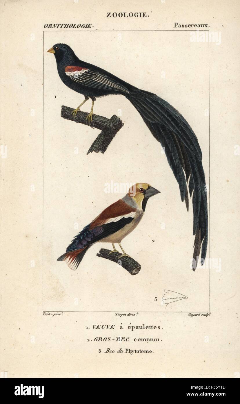 Fan-tailed widowbird, Euplectes axillaris, and hawfinch, Coccothraustes coccothraustes. Handcoloured copperplate stipple engraving from Dumont de Sainte-Croix's 'Dictionary of Natural Science: Ornithology,' Paris, France, 1816-1830. Illustration by J. G. Pretre, engraved by Guyard, directed by Pierre Jean-Francois Turpin, and published by F.G. Levrault. Jean Gabriel Pretre (17801845) was painter of natural history at Empress Josephine's zoo and later became artist to the Museum of Natural History. Turpin (1775-1840) is considered one of the greatest French botanical illustrators of the 19th c Stock Photo