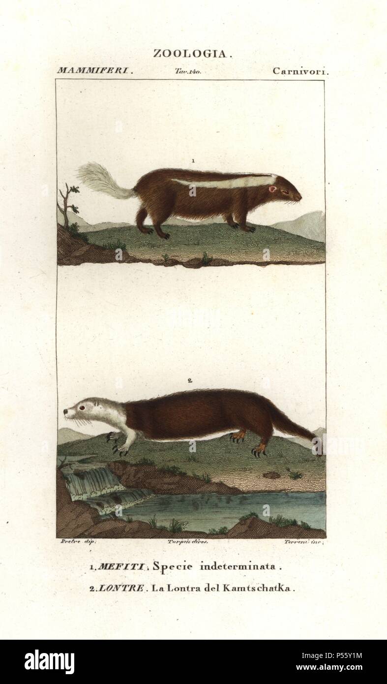 Unidentified species of skunk, Mephitis mephitis?, and sea otter of Kamchatka, Enhydra lutris, (endangered). Handcoloured copperplate stipple engraving from Antoine Jussieu's 'Dictionary of Natural Science,' Florence, Italy, 1837. Illustration by J. G. Pretre, engraved by Terreni, directed by Pierre Jean-Francois Turpin, and published by Batelli e Figli. Jean Gabriel Pretre (17801845) was painter of natural history at Empress Josephine's zoo and later became artist to the Museum of Natural History. Turpin (1775-1840) is considered one of the greatest French botanical illustrators of the 19th  Stock Photo