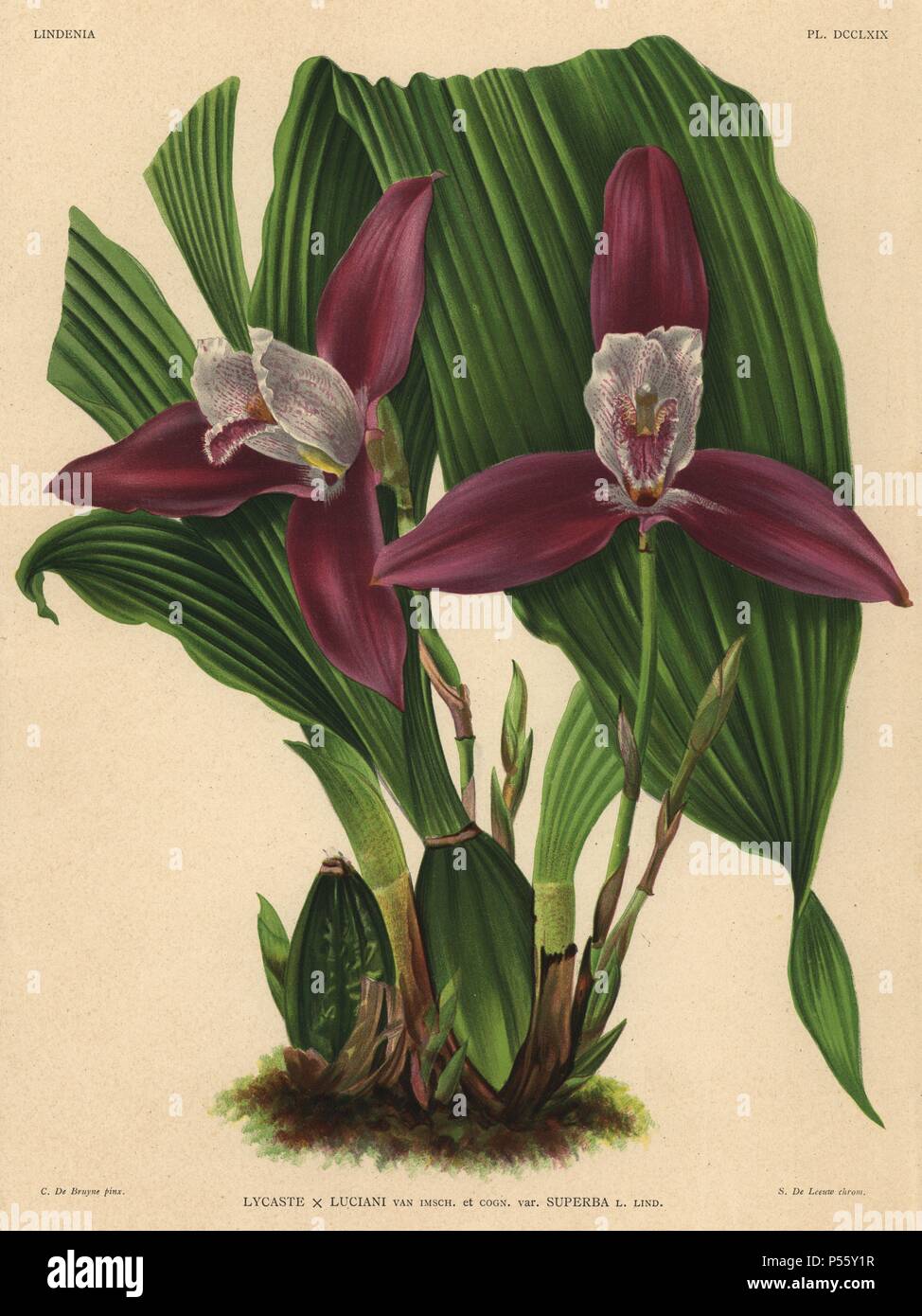 Lycaste x Luciani hybrid orchid, superb variety. Illustration drawn by C. de Bruyne and chromolithographed by S. de Leeuw from Lucien Linden's 'Lindenia, Iconographie des Orchidees,' Brussels, 1902. Stock Photo