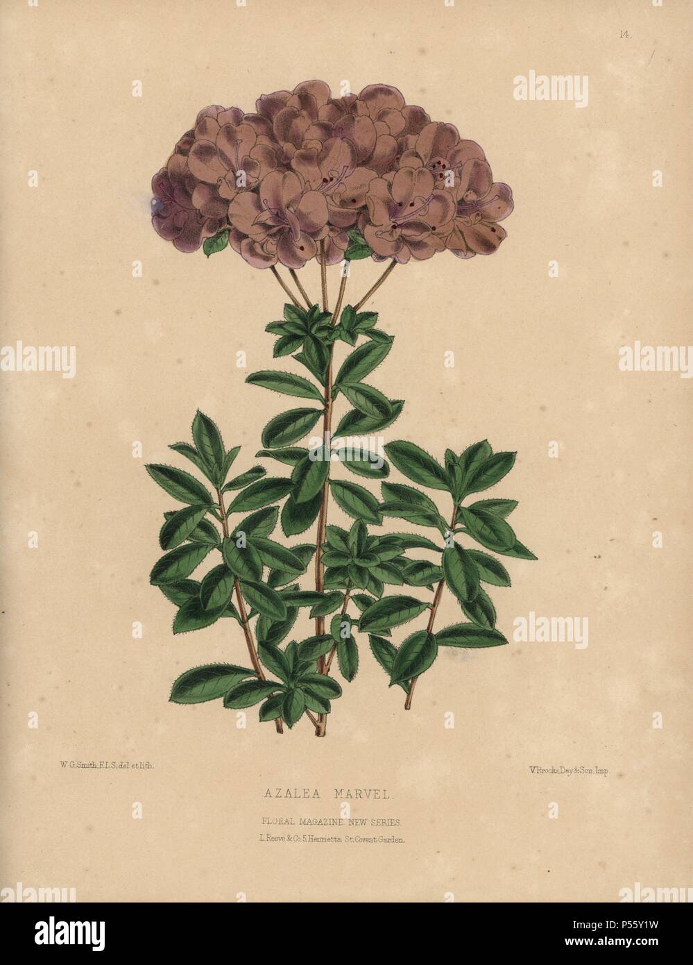 Azalea marvel, small-flowered semi-double variety of the Amcena type, with dusty purple flowers.. Handcolored botanical drawn and lithographed by W.G. Smith from H.H. Dombrain's 'Floral Magazine' 1872.. Worthington G. Smith (1835-1917), architect, engraver and mycologist. Smith also illustrated 'The Gardener's Chronicle.' Henry Honywood Dombrain (1818-1905), clergyman gardener, was editor of the 'Floral Magazine' from 1862 to 1873. Stock Photo