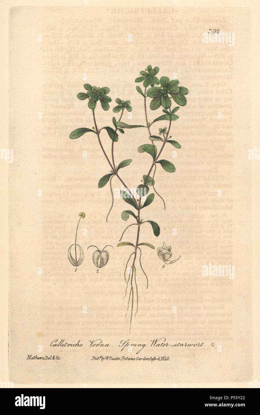 Spring water starwort, Callitriche verna. Handcoloured copperplate drawn and engraved by Charles Mathews from William Baxter's 'British Phaenogamous Botany,' Oxford, 1840. Scotsman William Baxter (1788-1871) was the curator of the Oxford Botanic Garden from 1813 to 1854. Stock Photo