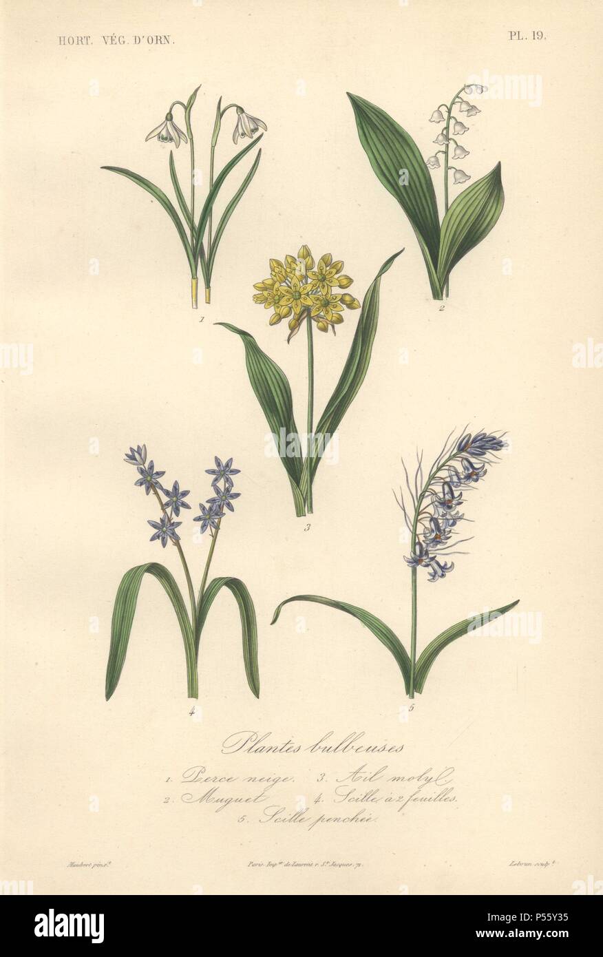 Five bulbous plants including snowdrop (Galanthus nivalis), lily of the valley (Convallaria majalis), yellow allium (Allium flavum), blue alpine squill (Scilla bifolia) and common bluebell (Hyacinthoides non-scripta). . . Plantes Bulbeuses, 1) Perce Neige 2) Muguet 3) Ail Molby 4) Scille a deux Feuilles 5) Scille Penchee . . Handcolored lithograph drawn by Edouard Maubert from Herincq's 'Le Regne Vegetal' 1865. Stock Photo