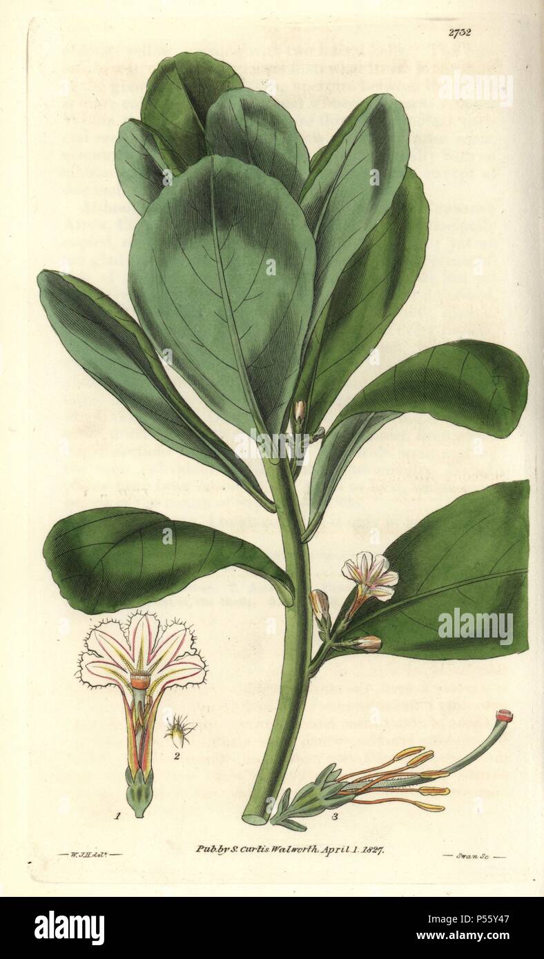 Scaevola koenigii (S. taccada). Shrubby east-indian scaevola, cabbage tree, beach cabbage, with white flowers lined with pink.. Illustration by WJ Hooker, engraved by Swan. Handcolored copperplate engraving from William Curtis's 'The Botanical Magazine' 1827.. . William Jackson Hooker (1785-1865) was an English botanist, writer and artist. He was Regius Professor of Botany at Glasgow University, and editor of Curtis' 'Botanical Magazine' from 1827 to 1865. In 1841, he was appointed director of the Royal Botanic Gardens at Kew, and was succeeded by his son Joseph Dalton. Hooker documented the f Stock Photo