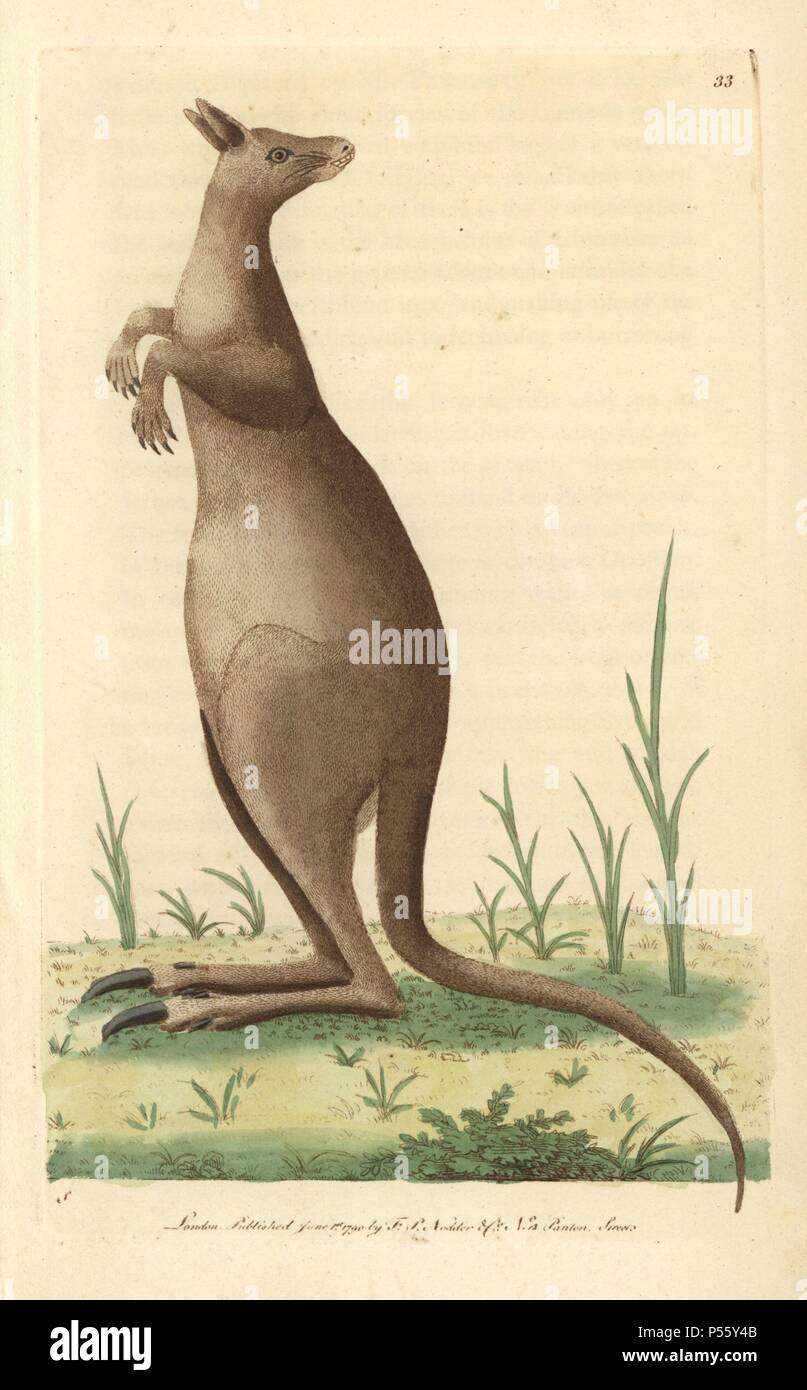 Great kanguroo or eastern grey kangaroo. Macropus giganteus. Illustration signed S (George Shaw).. Handcolored copperplate engraving from George Shaw and Frederick Nodder's 'The Naturalist's Miscellany' 1790.. Frederick Polydore Nodder (17511801?) was a gifted natural history artist and engraver. Nodder honed his draftsmanship working on Captain Cook and Joseph Banks' Florilegium and engraving Sydney Parkinson's sketches of Australian plants. He was made 'botanic painter to her majesty' Queen Charlotte in 1785. Nodder also drew the botanical studies in Thomas Martyn's Flora Rustica (1792) and Stock Photo