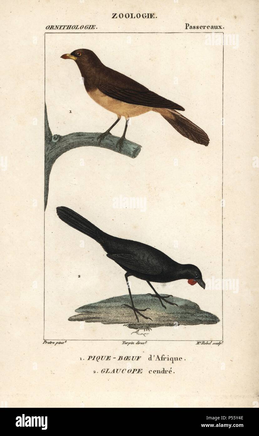 Yellow-billed oxpecker, Buphagus africanus, and orange-wattled kokako, Callaeas cinerea cinerea (extinct). Handcoloured copperplate stipple engraving from Dumont de Sainte-Croix's "Dictionary of Natural Science: Ornithology," Paris, France, 1816-1830. Illustration by J. G. Pretre, engraved by Madame Rebel, directed by Pierre Jean-Francois Turpin, and published by F.G. Levrault. Jean Gabriel Pretre (1780~1845) was painter of natural history at Empress Josephine's zoo and later became artist to the Museum of Natural History. Turpin (1775-1840) is considered one of the greatest French botanical i Stock Photo