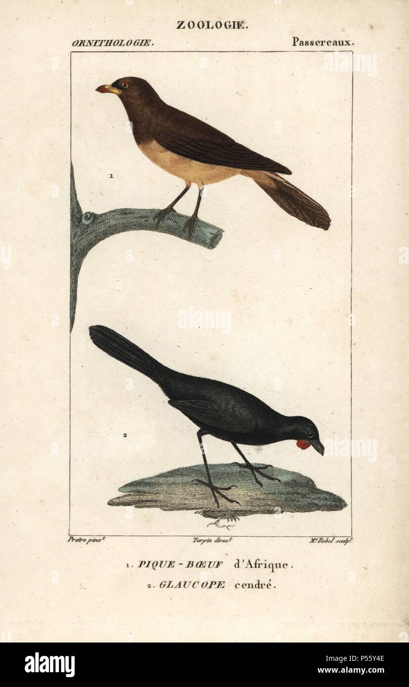 Yellow-billed oxpecker, Buphagus africanus, and orange-wattled kokako, Callaeas cinerea cinerea (extinct). Handcoloured copperplate stipple engraving from Dumont de Sainte-Croix's 'Dictionary of Natural Science: Ornithology,' Paris, France, 1816-1830. Illustration by J. G. Pretre, engraved by Madame Rebel, directed by Pierre Jean-Francois Turpin, and published by F.G. Levrault. Jean Gabriel Pretre (17801845) was painter of natural history at Empress Josephine's zoo and later became artist to the Museum of Natural History. Turpin (1775-1840) is considered one of the greatest French botanical i Stock Photo