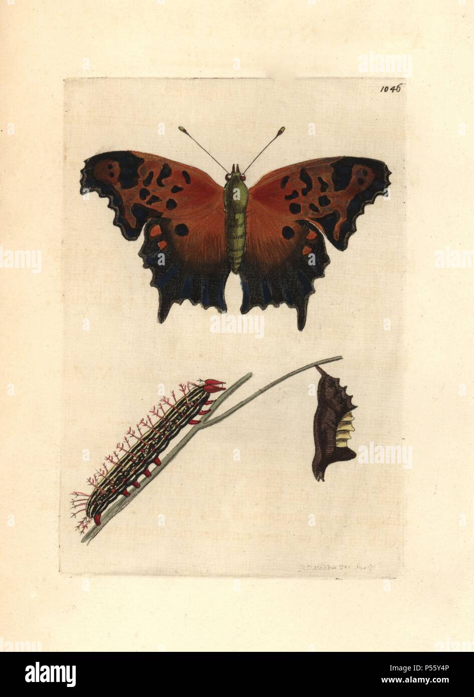 Eastern comma butterfly, Polygonia comma. Illustration drawn and engraved by Richard Polydore Nodder. Handcolored copperplate engraving from George Shaw and Frederick Nodder's 'The Naturalist's Miscellany' 1812. Most of the 1,064 illustrations of animals, birds, insects, crustaceans, fishes, marine life and microscopic creatures for the Naturalist's Miscellany were drawn by George Shaw, Frederick Nodder and Richard Nodder, and engraved and published by the Nodder family. Frederick drew and engraved many of the copperplates until his death around 1800, and son Richard (17741823) was responsibl Stock Photo