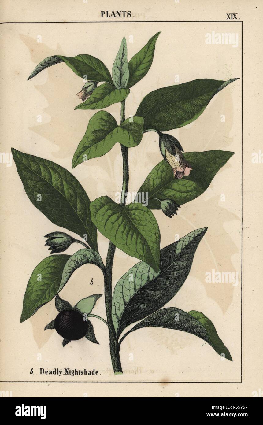 Deadly nightshade. . Chromolithograph from 'The Instructive Picturebook, or Lessons from the Vegetable World,' [Charlotte Mary Yonge], Edinburgh, 1858. Stock Photo
