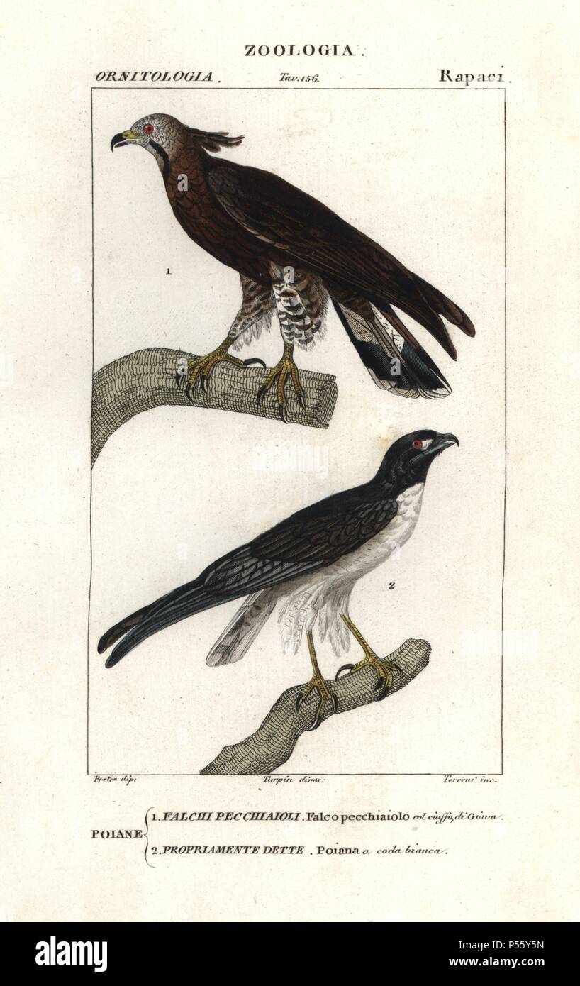 Oriental honey buzzard, Pernis ptilorhyncus, and white-tailed hawk, Buteo albicaudatus. Handcoloured copperplate stipple engraving from Antoine Jussieu's 'Dictionary of Natural Science,' Florence, Italy, 1837. Illustration by J. G. Pretre, engraved by Terreni, directed by Pierre Jean-Francois Turpin, and published by Batelli e Figli. Jean Gabriel Pretre (17801845) was painter of natural history at Empress Josephine's zoo and later became artist to the Museum of Natural History. Turpin (1775-1840) is considered one of the greatest French botanical illustrators of the 19th century. Stock Photo