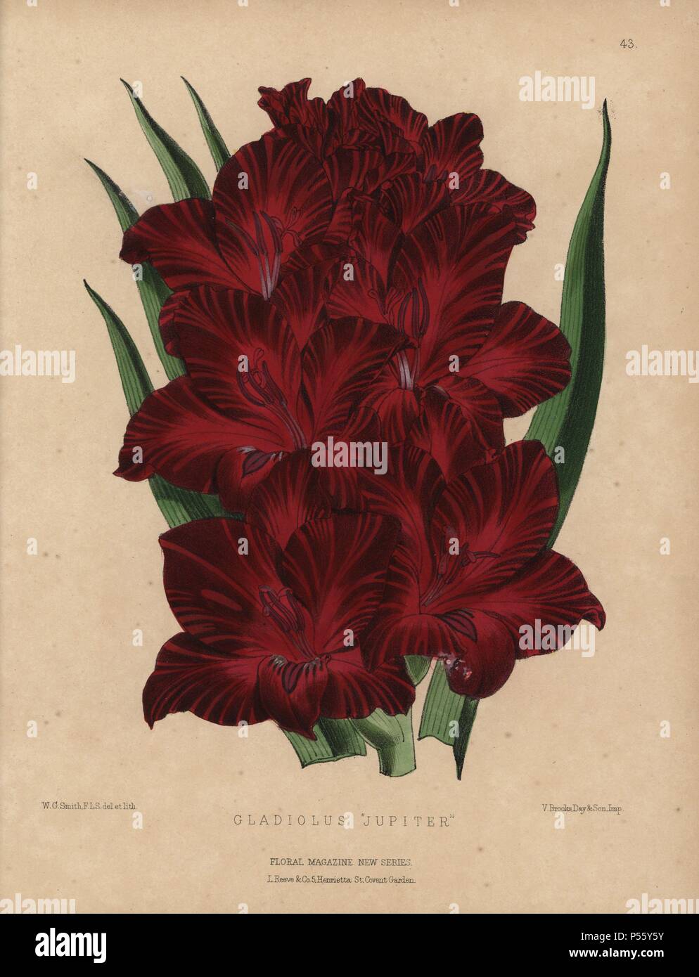 Crimson gladiolus. Gladiolus 'Jupiter'. Handcolored botanical drawn and lithographed by W.G. Smith from H.H. Dombrain's 'Floral Magazine' 1872.. Worthington G. Smith (1835-1917), architect, engraver and mycologist. Smith also illustrated 'The Gardener's Chronicle.' Henry Honywood Dombrain (1818-1905), clergyman gardener, was editor of the 'Floral Magazine' from 1862 to 1873. Stock Photo