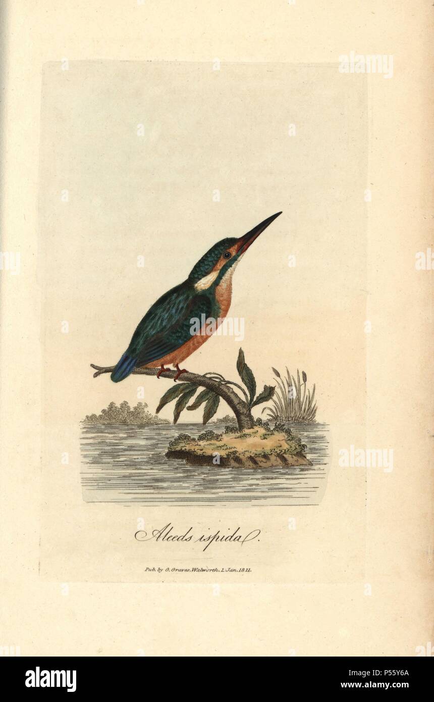 Common kingfisher, Alcedo ispida, Alcedo atthis. Handcoloured copperplate engraving by George Graves from 'British Ornithology' 1811. Graves was a bookseller, publisher, artist, engraver and colorist and worked on botanical and ornithological books. Stock Photo