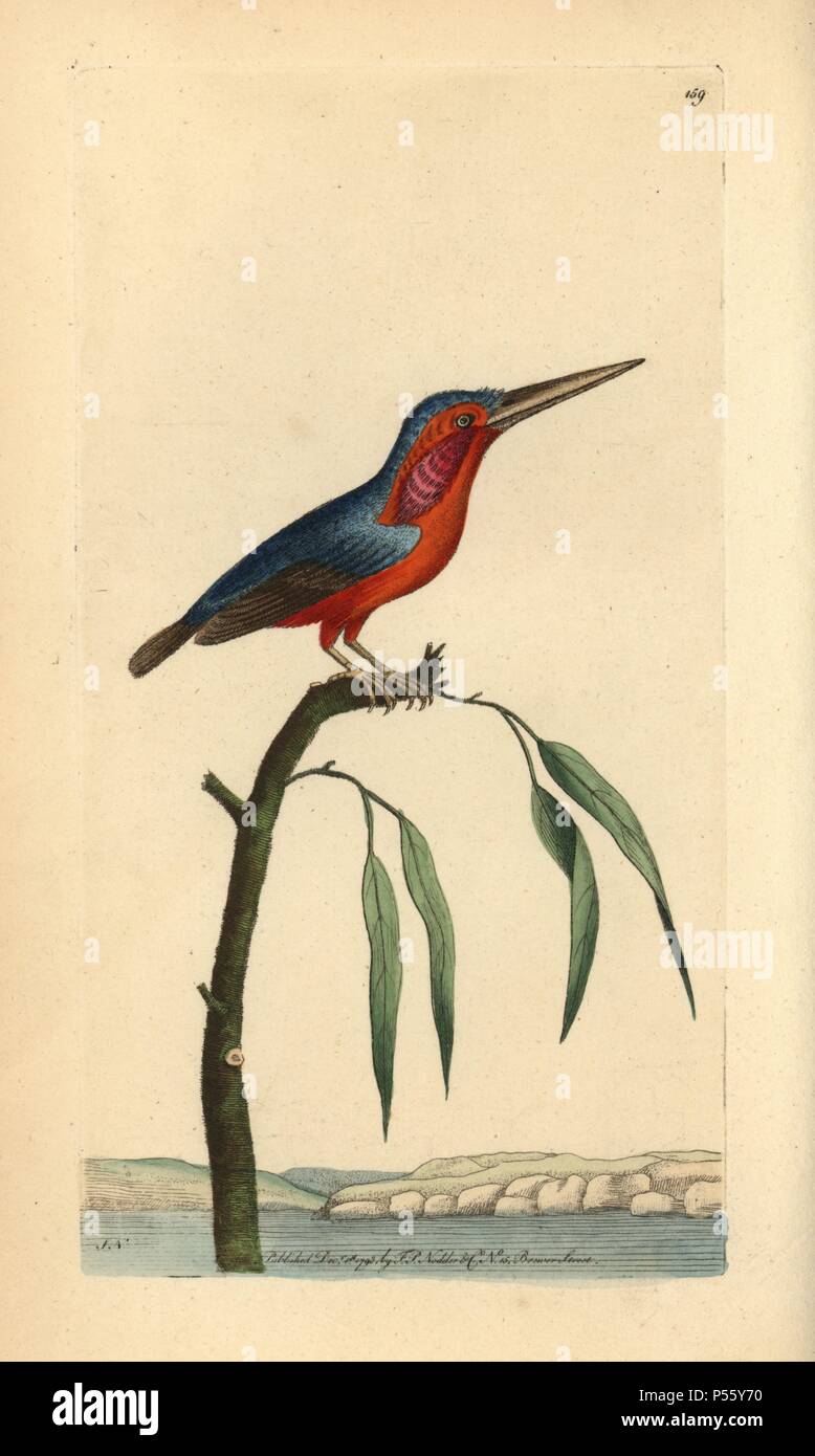 Little kingfisher, Alcedo pusilla. Illustration signed SN (George Shaw and Frederick Nodder).. Handcolored copperplate engraving from George Shaw and Frederick Nodder's "The Naturalist's Miscellany" 1793.. Frederick Polydore Nodder (1751~1801?) was a gifted natural history artist and engraver. Nodder honed his draftsmanship working on Captain Cook and Joseph Banks' Florilegium and engraving Sydney Parkinson's sketches of Australian plants. He was made "botanic painter to her majesty" Queen Charlotte in 1785. Nodder also drew the botanical studies in Thomas Martyn's Flora Rustica (1792) and 38  Stock Photo
