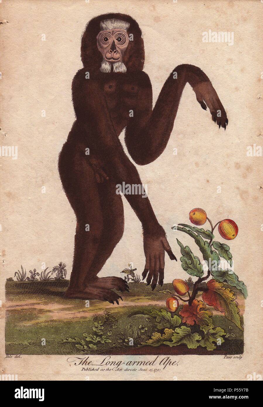 Long-armed ape (Hylobates). . Hand-colored copperplate engraving from a drawing by Johann Ihle from Ebenezer Sibly's 'Universal System of Natural History' 1794. . . The prolific Sibly published his Universal System of Natural History in 17941796 in five volumes covering the three natural worlds of fauna, flora and geology. The series included illustrations of mythical beasts such as the sukotyro and the mermaid, and depicted sloths sitting on the ground (instead of hanging from trees) and a domesticated female orang utan wearing a bandana. The engravings were by J. Pass, J. Chapman and Barlow Stock Photo