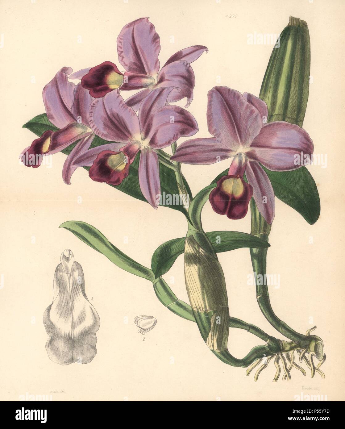 Mr. Skinner's cattleya orchid, Cattleya skinneri. Hand-coloured botanical illustration drawn and lithographed by Walter Hood Fitch for Sir William Jackson Hooker's 'Curtis's Botanical Magazine,' London, Reeve Brothers, 1846. Fitch (18171892) was a tireless Scottish artist who drew over 2,700 lithographs for the 'Botanical Magazine' starting from 1834. Stock Photo