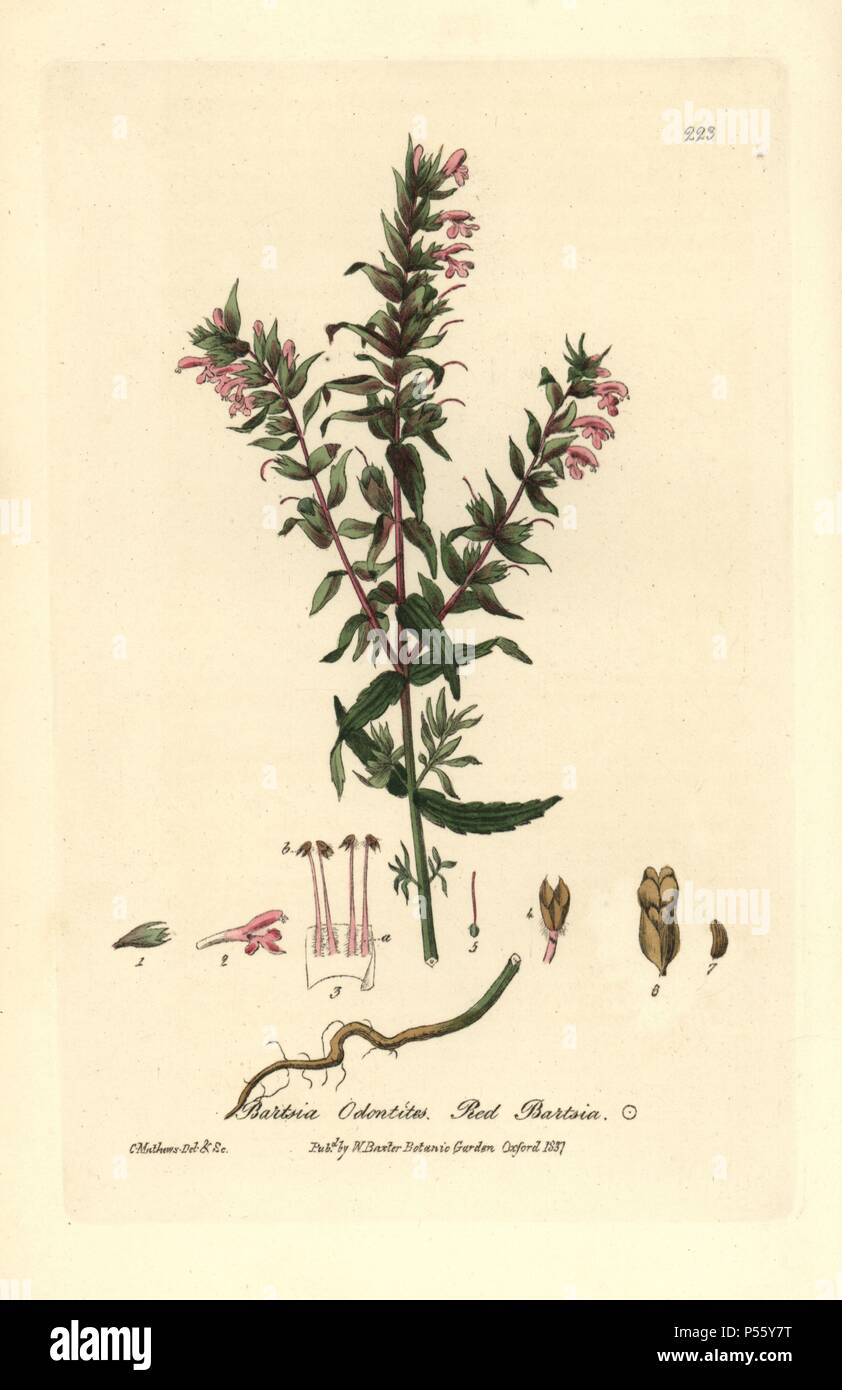 Red bartsia, Bartsia odontites or Odontites vernus. Handcoloured copperplate drawn and engraved by Charles Mathews from William Baxter's 'British Phaenogamous Botany' 1837. Scotsman William Baxter (1788-1871) was the curator of the Oxford Botanic Garden from 1813 to 1854. Stock Photo