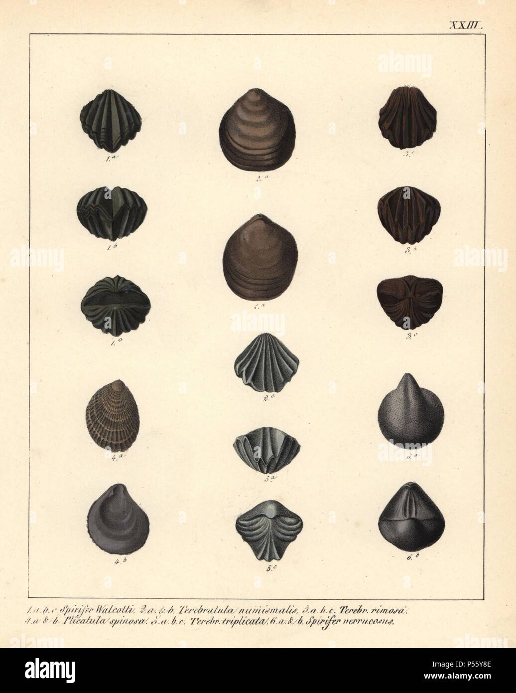 Extinct fossil brachipods: Spirifer walcotti, Terebratula numismalis, T. rimosa, Plicatula spinosa, T. triplicata, and Spirifer verrucosus. Handcoloured lithograph by an unknown artist from Dr. F.A. Schmidt's 'Petrefactenbuch,' published in Stuttgart, Germany, 1855 by Verlag von Krais & Hoffmann. Dr. Schmidt's 'Book of Petrification' introduced fossils and palaeontology to both the specialist and general reader. Stock Photo